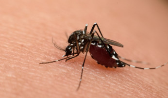 Sintomas da Dengue, Zika e Chikungunya: saiba diferenciar