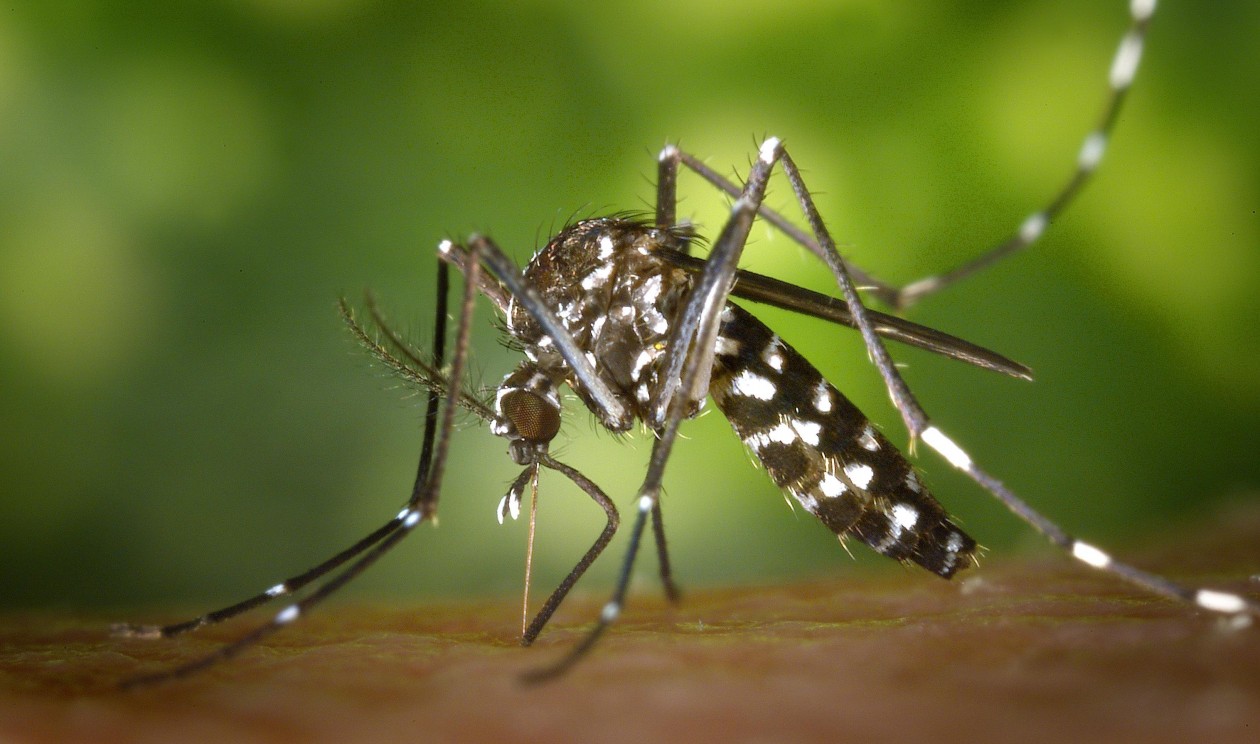 Combate à Dengue e ao Aedes Aegypti
